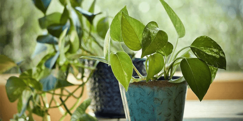 Best indoor plants for a positive household