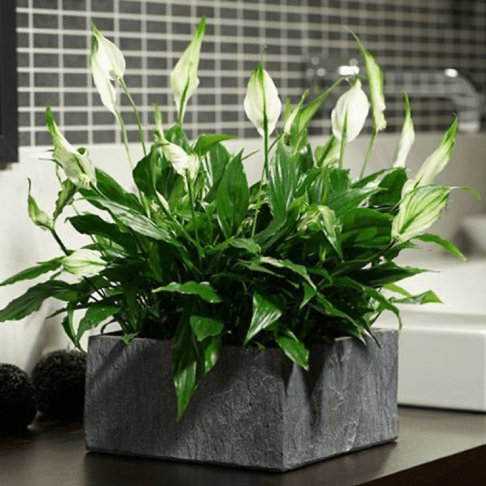 Best indoor plants for a positive household