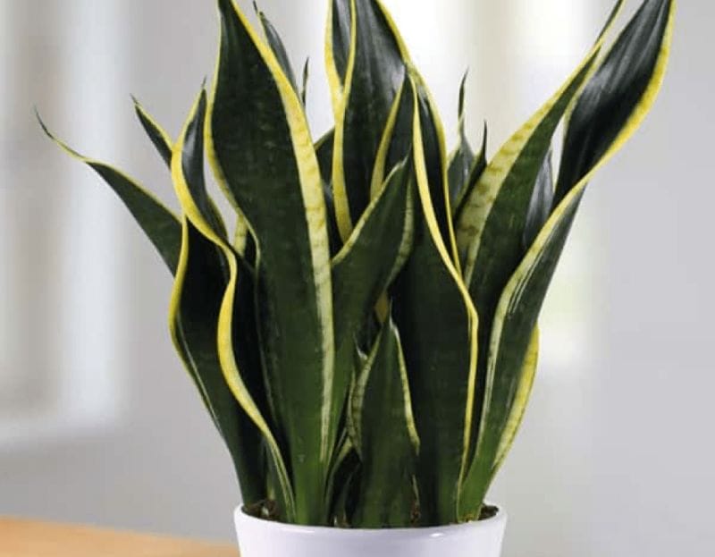 Best indoor plants for a positive household