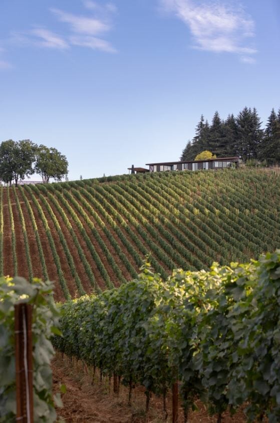 Big Fir Vineyard is a collision of multiple spaces forming a paradise