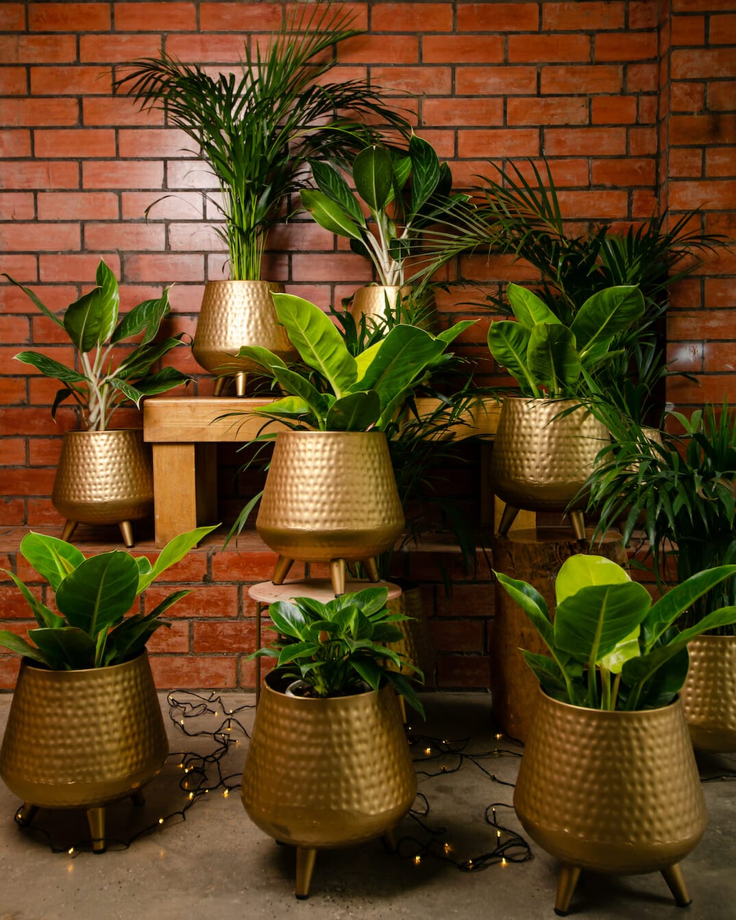 Studio Palasa by sibling duo Prinston and Preine unleashes the new realms of planters