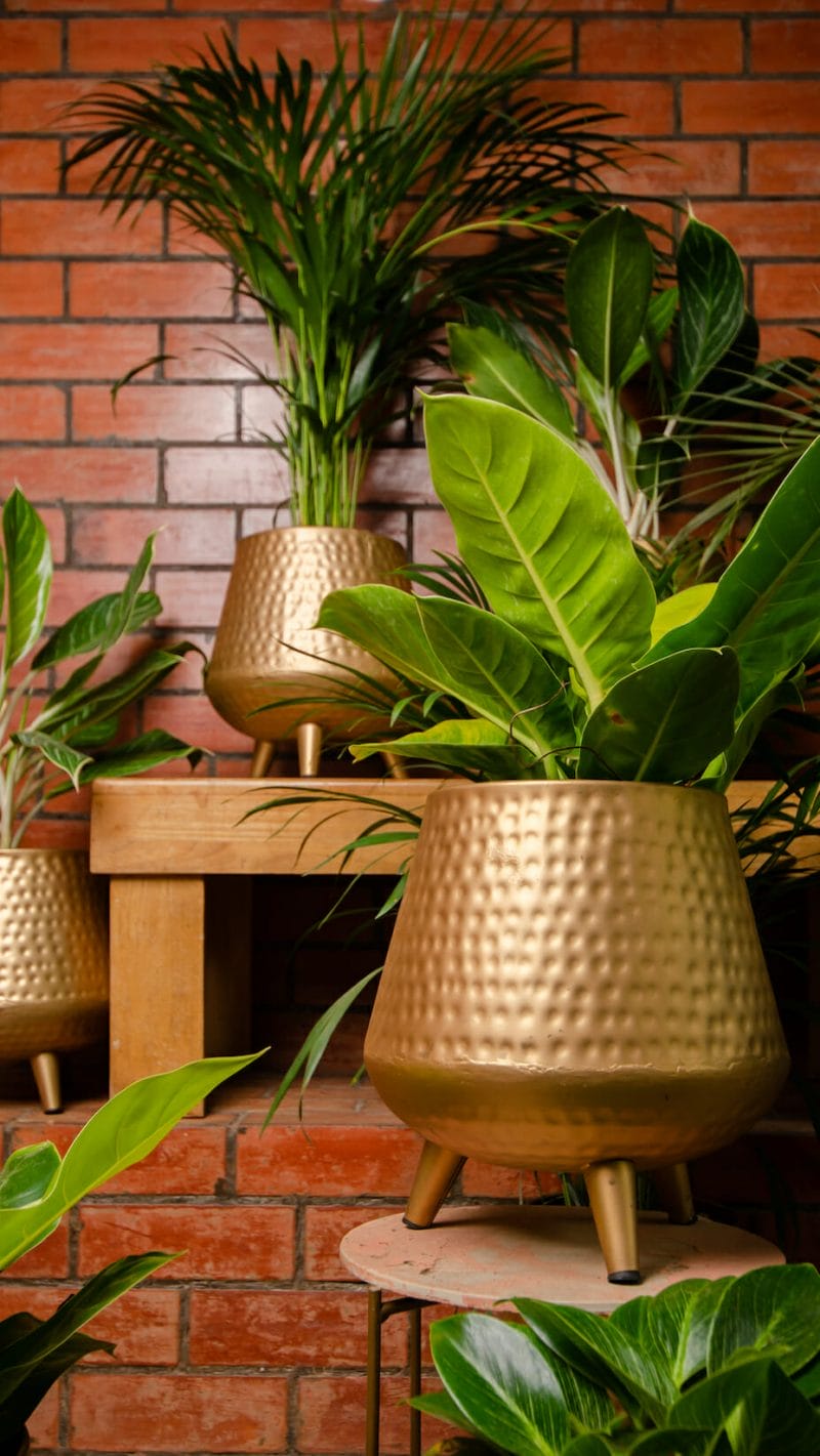 Studio Palasa by sibling duo Prinston and Preine unleashes the new realms of planters