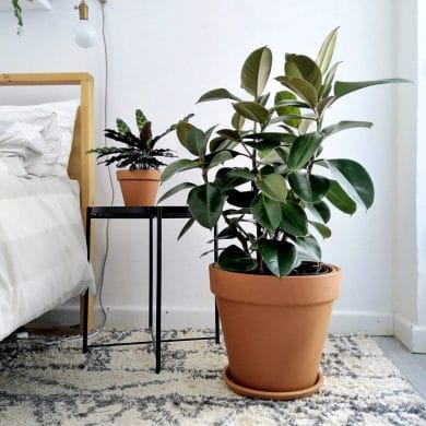 Feng Shui Plants © Plantify