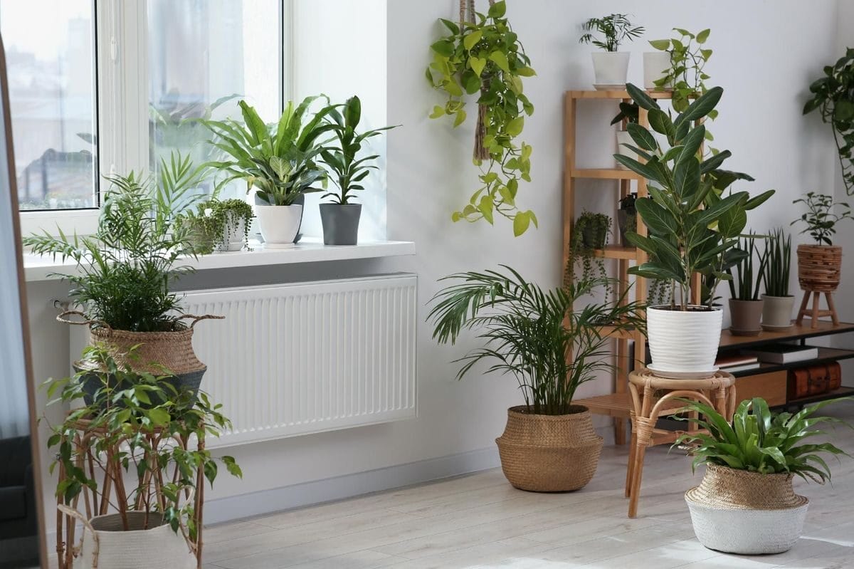 Indoor Plants; Home decor in India © MagicBricks