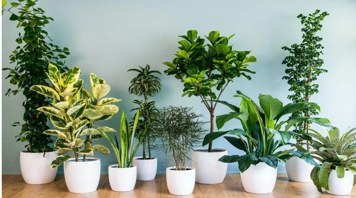 How to Use Indoor Plants to Decorate Your Indian Home 1 How to Use Indoor Plants to Decorate Your Indian Home 1