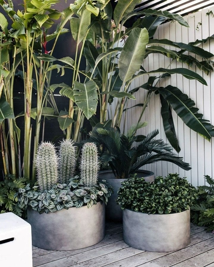 How to Use Indoor Plants to Decorate Your Indian Home 11 How to Use Indoor Plants to Decorate Your Indian Home 11