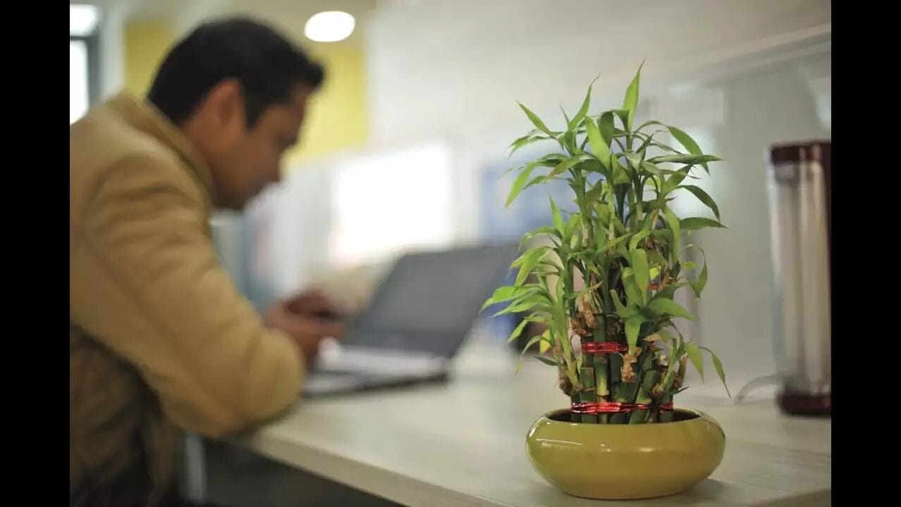 How to Use Indoor Plants to Decorate Your Indian Home 2 How to Use Indoor Plants to Decorate Your Indian Home 2