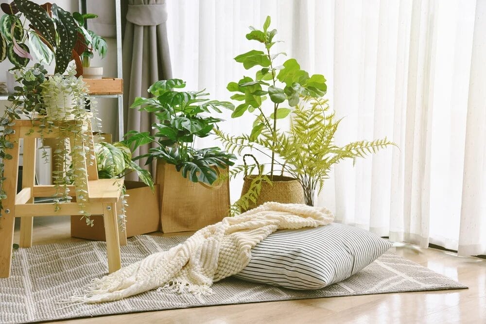 How to Use Indoor Plants to Decorate Your Indian Home 3 How to Use Indoor Plants to Decorate Your Indian Home 3