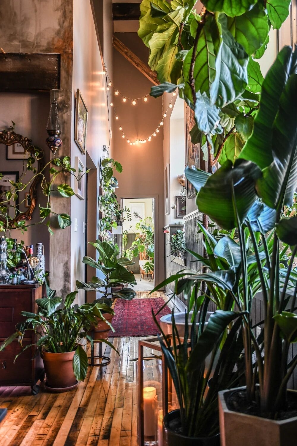 How to Use Indoor Plants to Decorate Your Indian Home 4 How to Use Indoor Plants to Decorate Your Indian Home 4