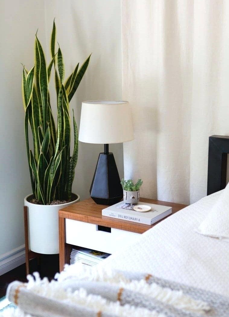 How to Use Indoor Plants to Decorate Your Indian Home 6 How to Use Indoor Plants to Decorate Your Indian Home 6