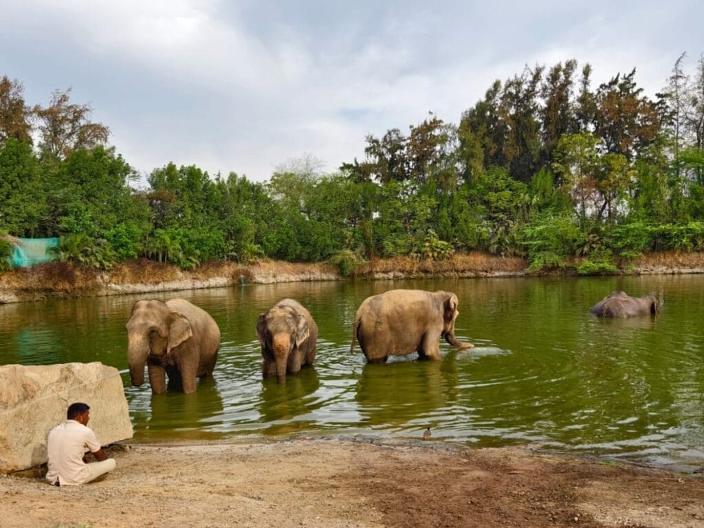 Vantara, The World's Biggest Animal Rehabilitation Centre | The Decor Journal India