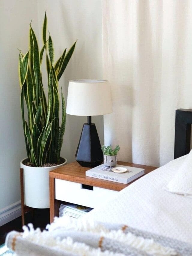 cropped-How-to-Use-Indoor-Plants-to-Decorate-Your-Indian-Home-6.jpg